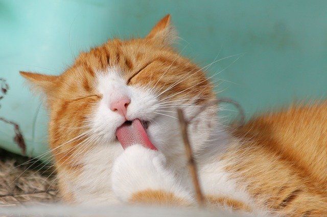 furry cat furry cat
