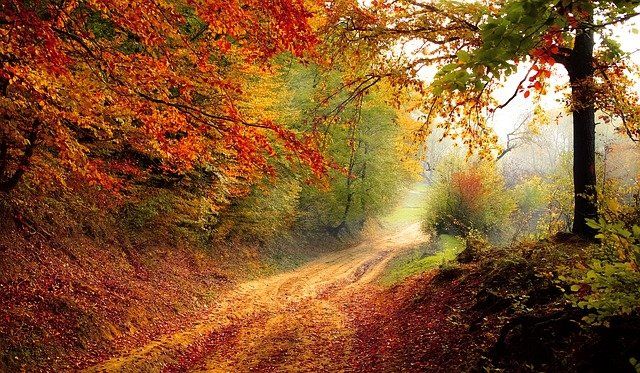 How does nature purify the air How does nature purify the air