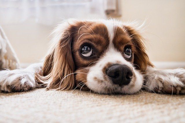 cocker-spaniel cocker-spaniel