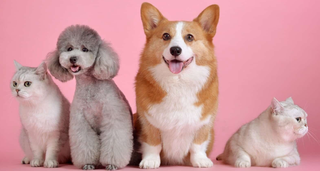 pets.png