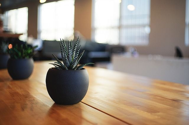 best air purifying plants for the home best air purifying plants for the home
