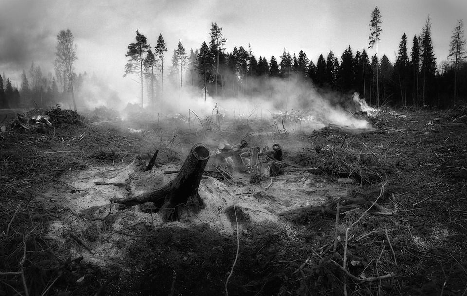 wildfire wildfire