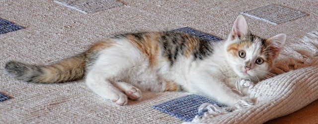 get rid of mold on your carpet permanently