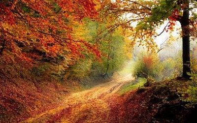 How does nature purify the air?