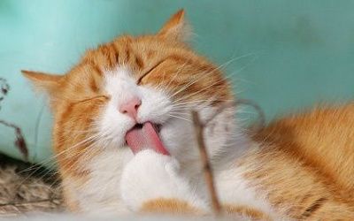 Our lovely pets and dangers they carry!  How to get rid of unpleasant odors and protect yourself from harmful airborne particles?