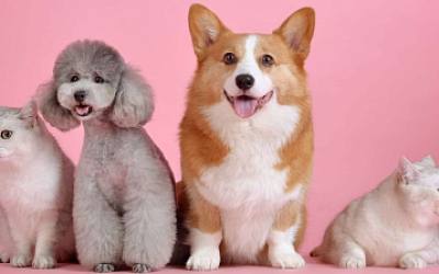 What Is Pet Dander and How to Remove It from Your Home